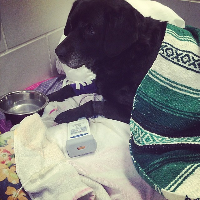 Ebbie&#39;s Emergency  photo