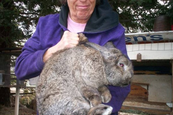 Fundraiser by Sue Brennan Rescue of California Meat Rabbits