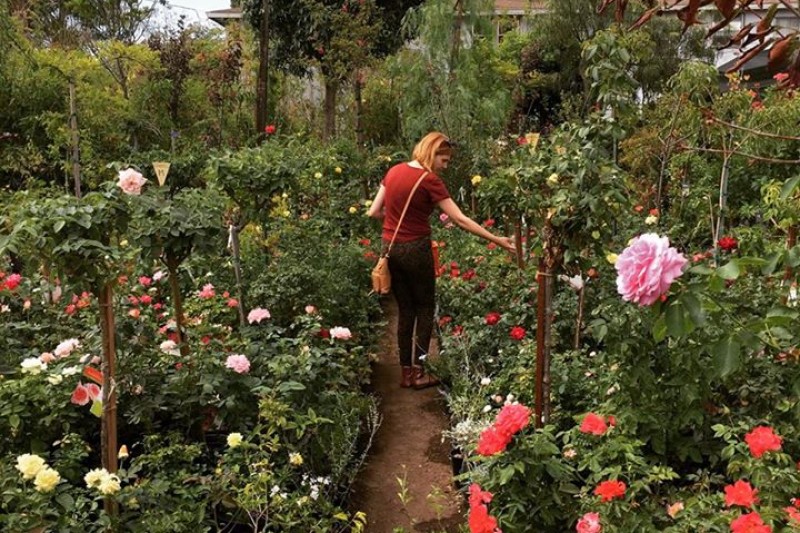 Annie's Cancer Battle: Phase Two photo