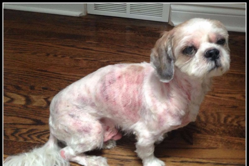 Fundraiser by Judianne Keep : Quincy the Shih Tzu needs your help