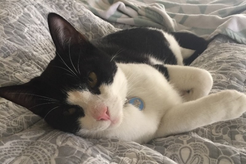 Fundraiser by Alyssa Riddle : Podrick's Surgery Fund