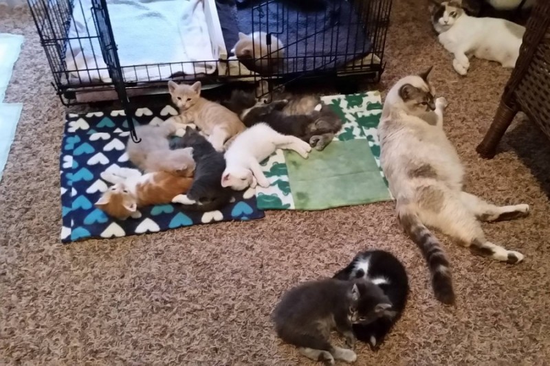 Gayle's Feral Kittens &amp; Mommies(3)! by Amber Peck San 