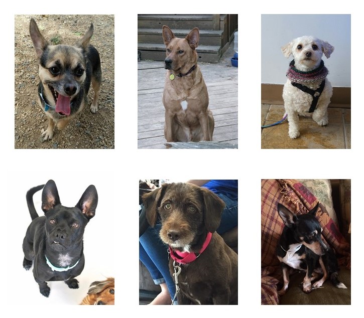 Fundraiser by Funds for Pets URGENT VETTING REQUIRED