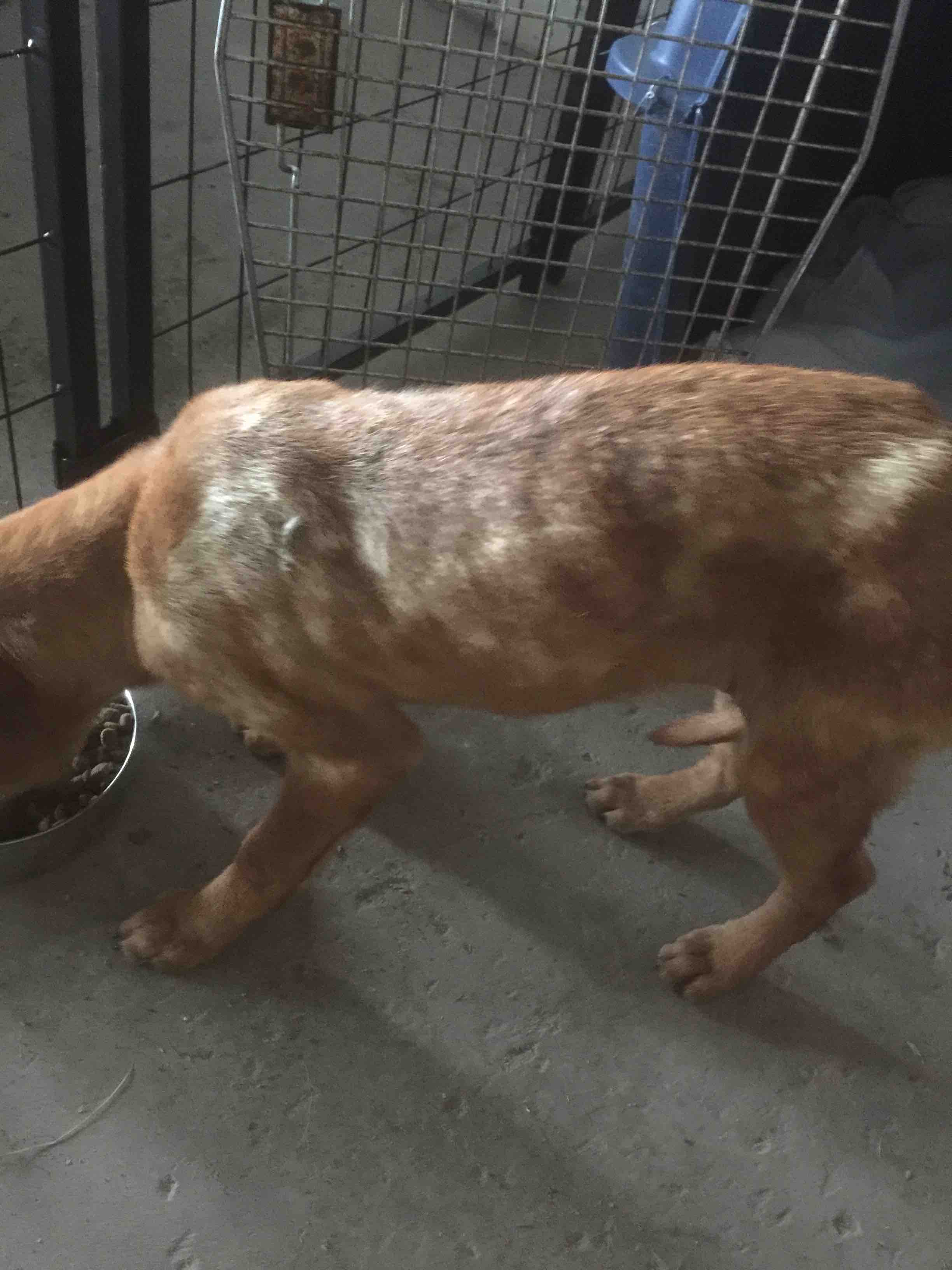 Fundraiser by Keith Benning Turtle Mountain Animal Rescue