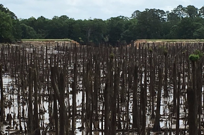 S.E. TX HELP LAKE AMANDA WILDLIFE! by Linda Barras Whiteley GoFundMe