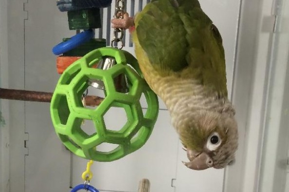 quaker parrot price petco