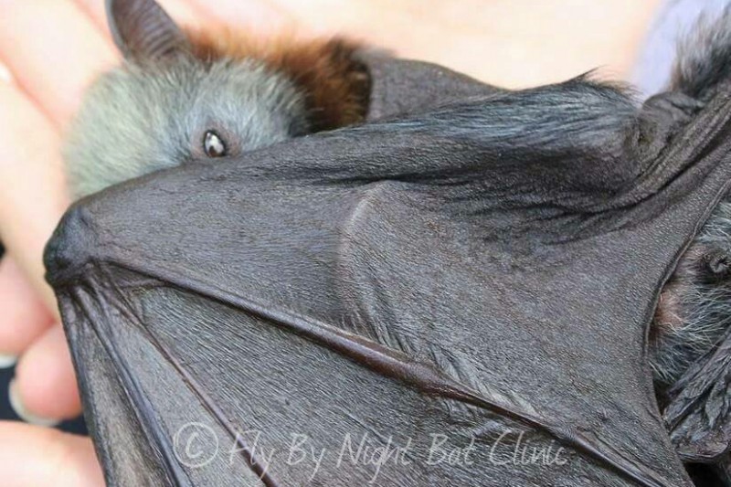 Help build our baby bat nursery! by Tamsyn Hogarth GoFundMe
