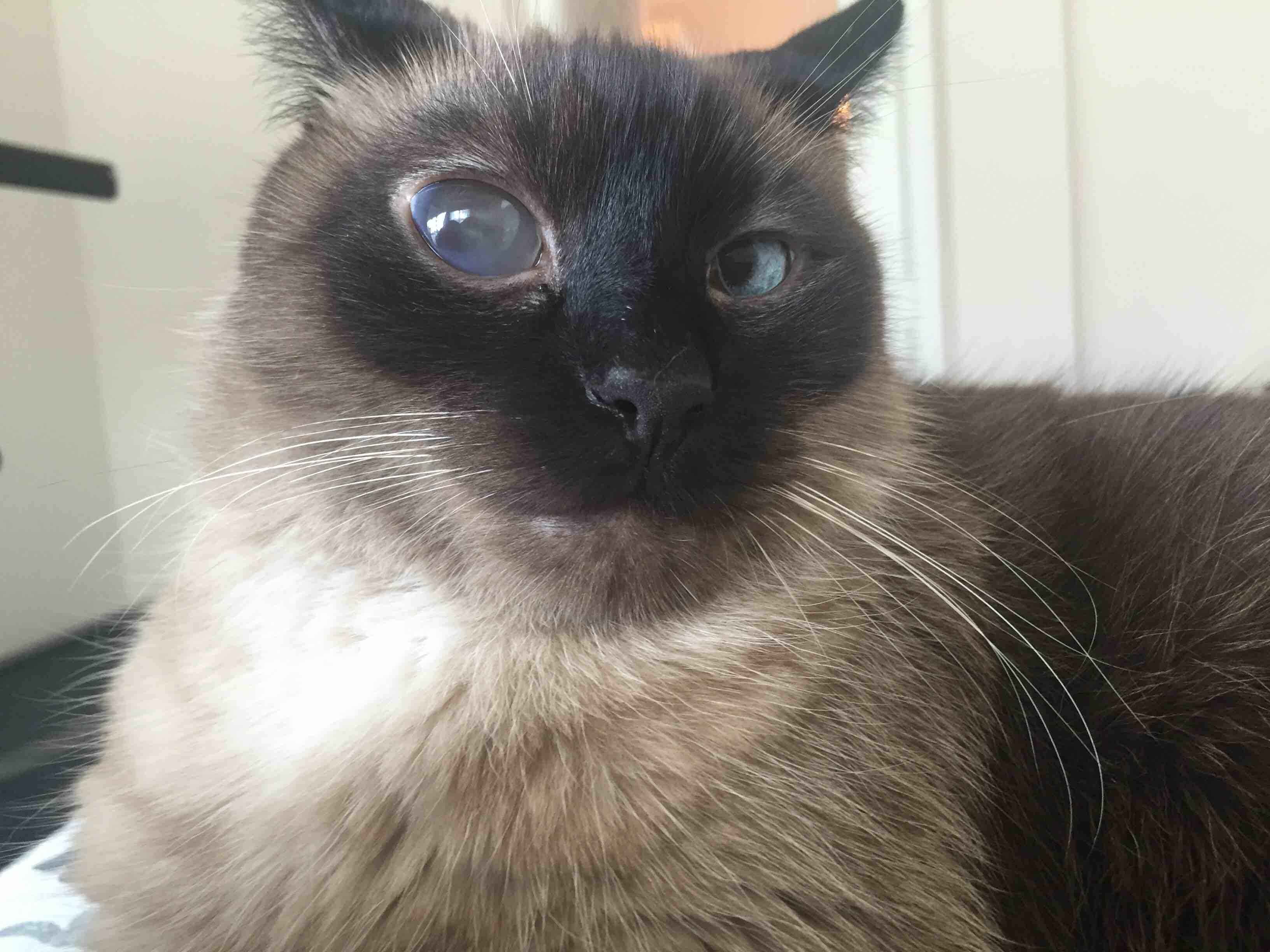 Fundraiser by Jessica Souza : Eye Removal for Cat with ...