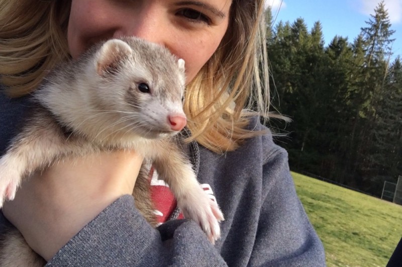 teddy bear ferret