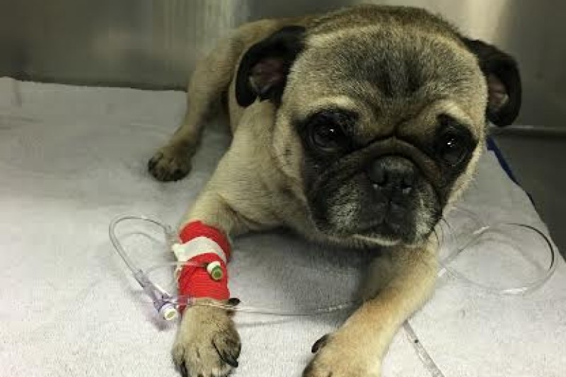 Fundraiser by Martina Asong BIGGIE THE PUG NEEDS SURGERY
