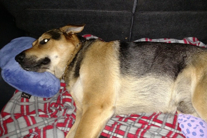 Fundraiser by Jennifer Niles german shepherd left for dead