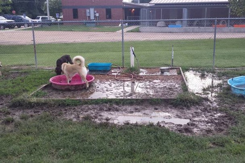 Fundraiser for Connor McDermot by Connor McDermot Oxford, MS Dog Park