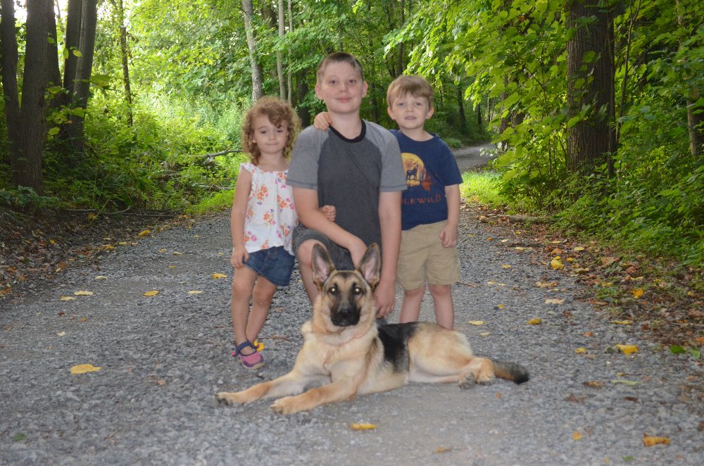 Can A Service Dog In Training Go Anywhere Can A Service Dog In Training Go Anywhere
