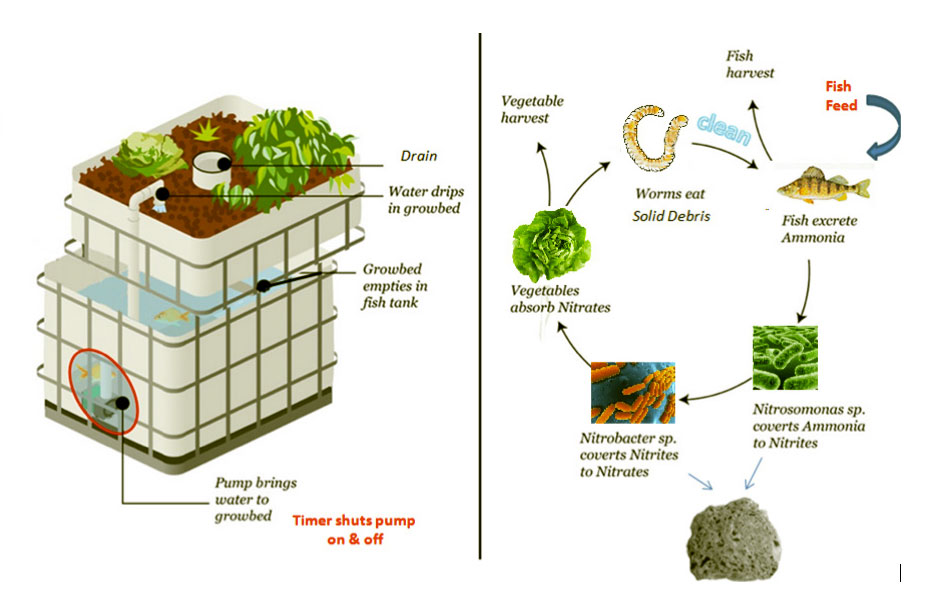 Fundraiser by Chantal Clarke : Aquaponics for Villagers