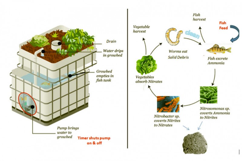 aquaponics – backyard farm express
