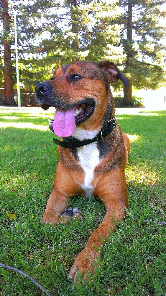 Fundraiser by William Conn Our Sick Dog Ginger