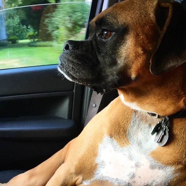 Fundraiser by Karla Carpenter : Boxie the Boxer's chemo fund
