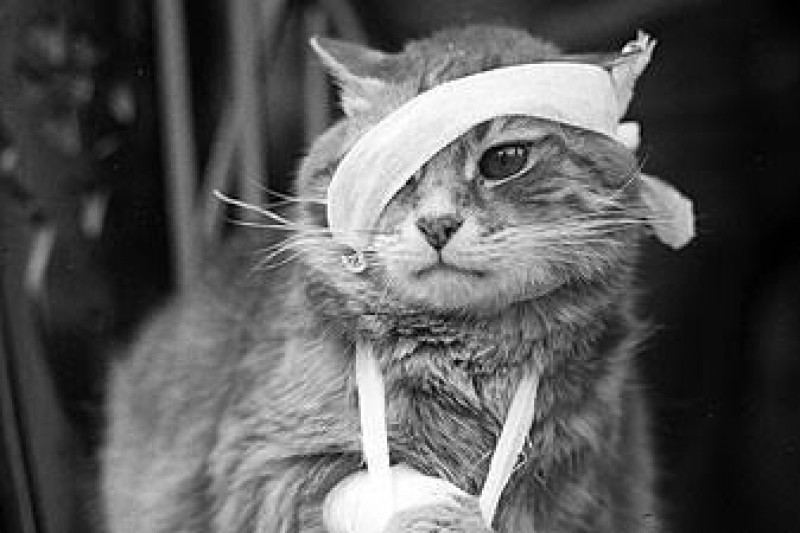 Fundraiser by Pamela Susan Cook Homeless, Abandoned & Injured Cats