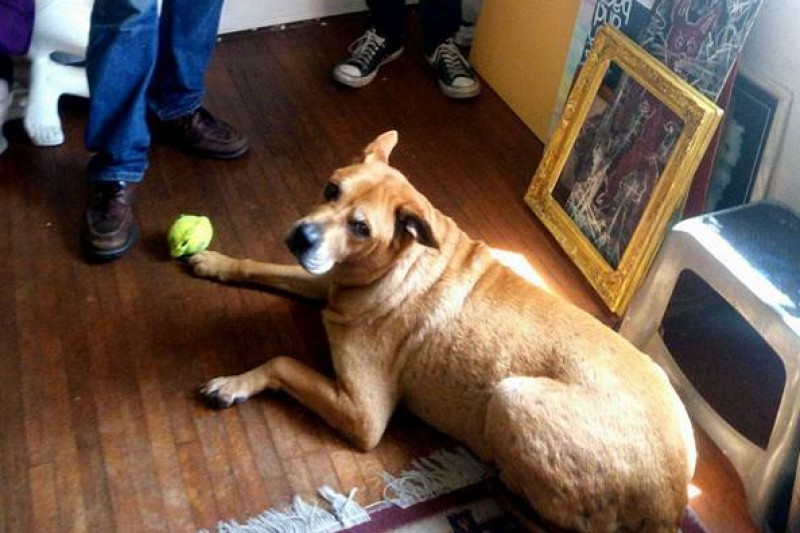 Gibby's Vet Bills  photo