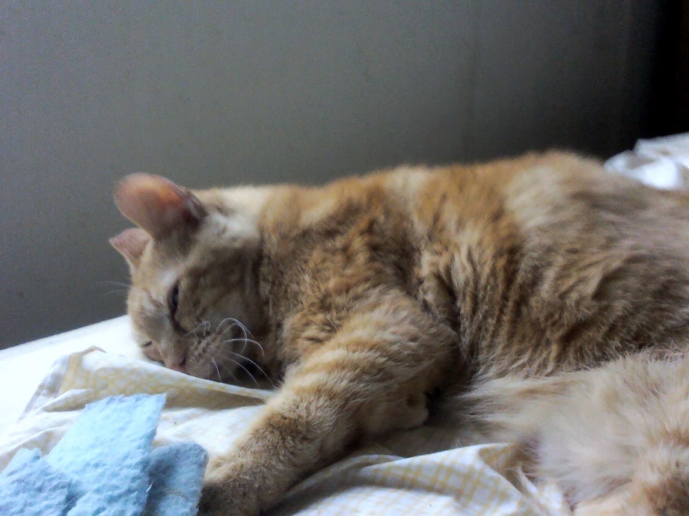 Fundraiser By Rebecca Neary Rescue Cat Has Cancer Nasal Lymphoma Rescue Cat Has Cancer Nasal Lymphoma