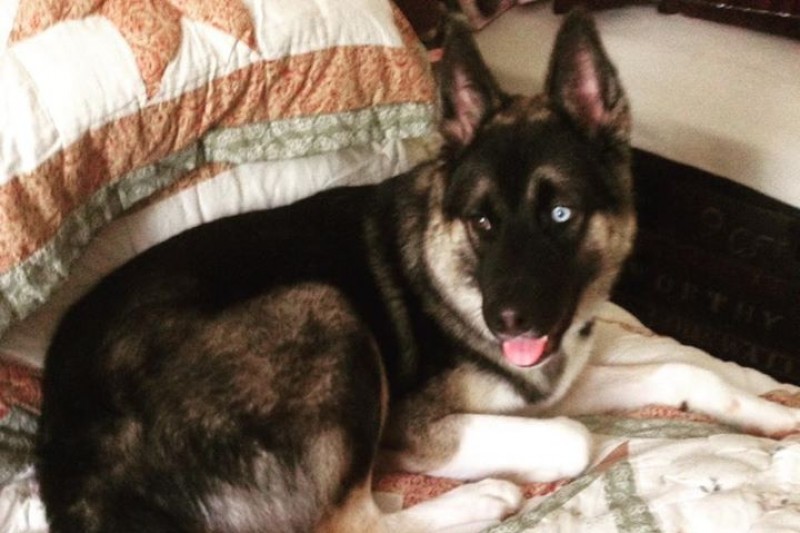 Shade medical fund  photo