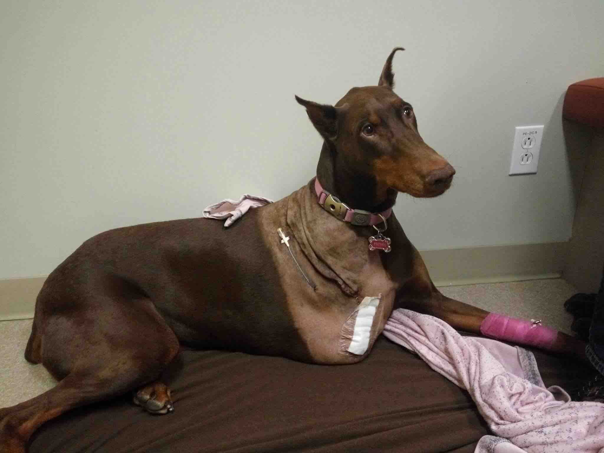 Fundraiser by Cinthia Pietromonaco Heidi the Doberman Cancer Surgery