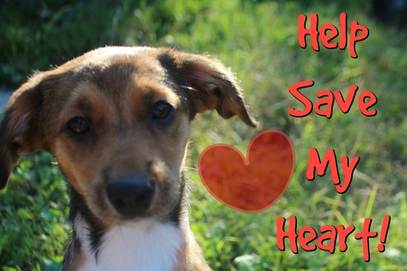 Gabby's Heart Surgery photo