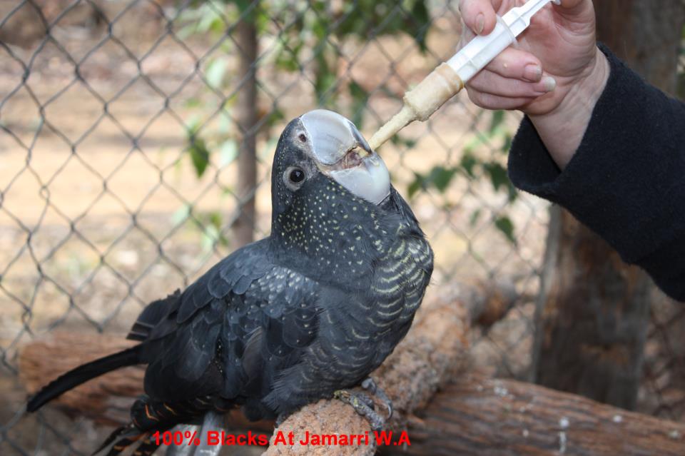 cockatoo sanctuary australia cockatoo sanctuary australia