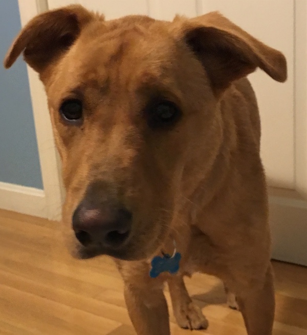 Spendenkampagne von Great Dog Rescue NE für Great Dog Rescue NE Jake