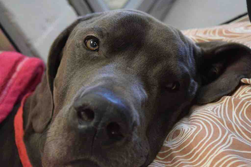 Like Mother Like K9 by Shawn Householder GoFundMe