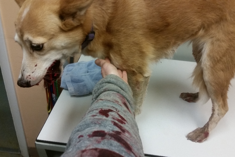 Vet bills for Foxy, please help photo
