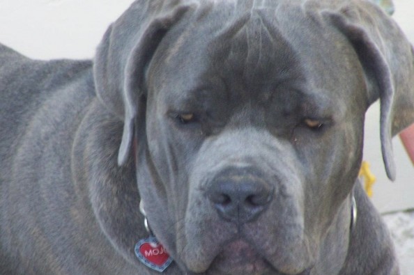 Fashion max tran cane corso