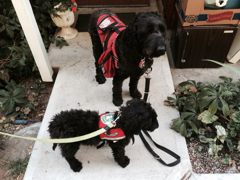 Fundraiser by Bean Fairbanks Service Dog Training for MS patient