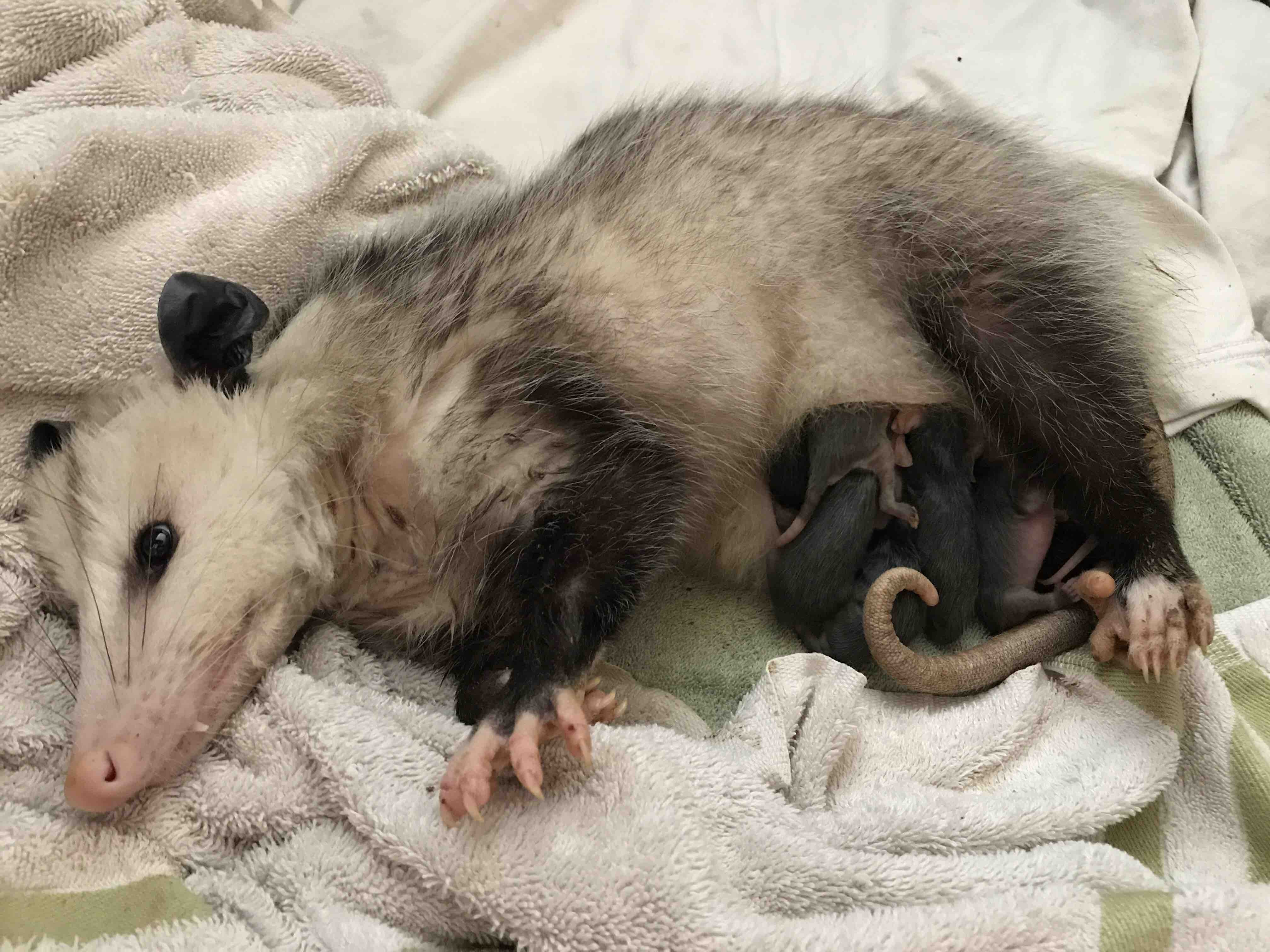 Fundraiser by Lori King : Save Momma Opossum and babies4032 x 3024
