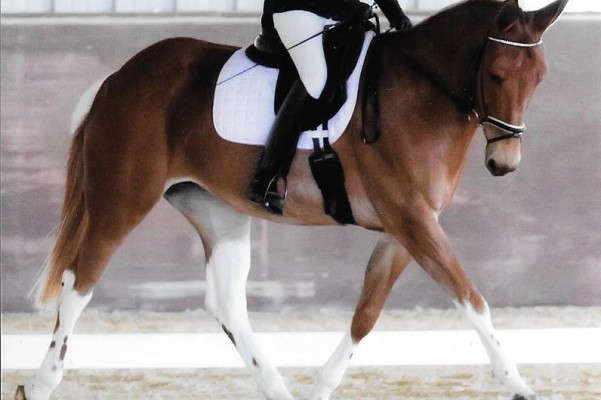 Fundraiser by Laura Hermanson : Mule goes to US Dressage 