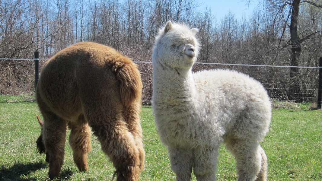 fundraiser-by-scott-comegys-alpaca-breeding