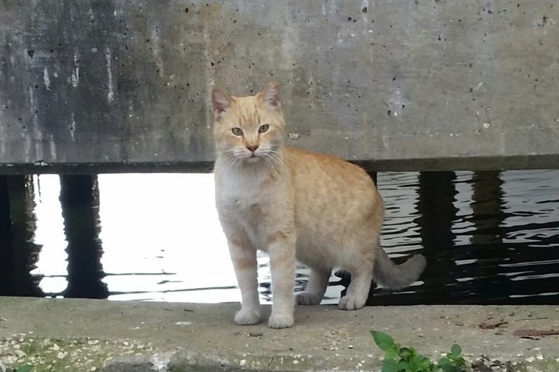 Cat Rescue Wimauma Fl Cat Rescue Wimauma Fl