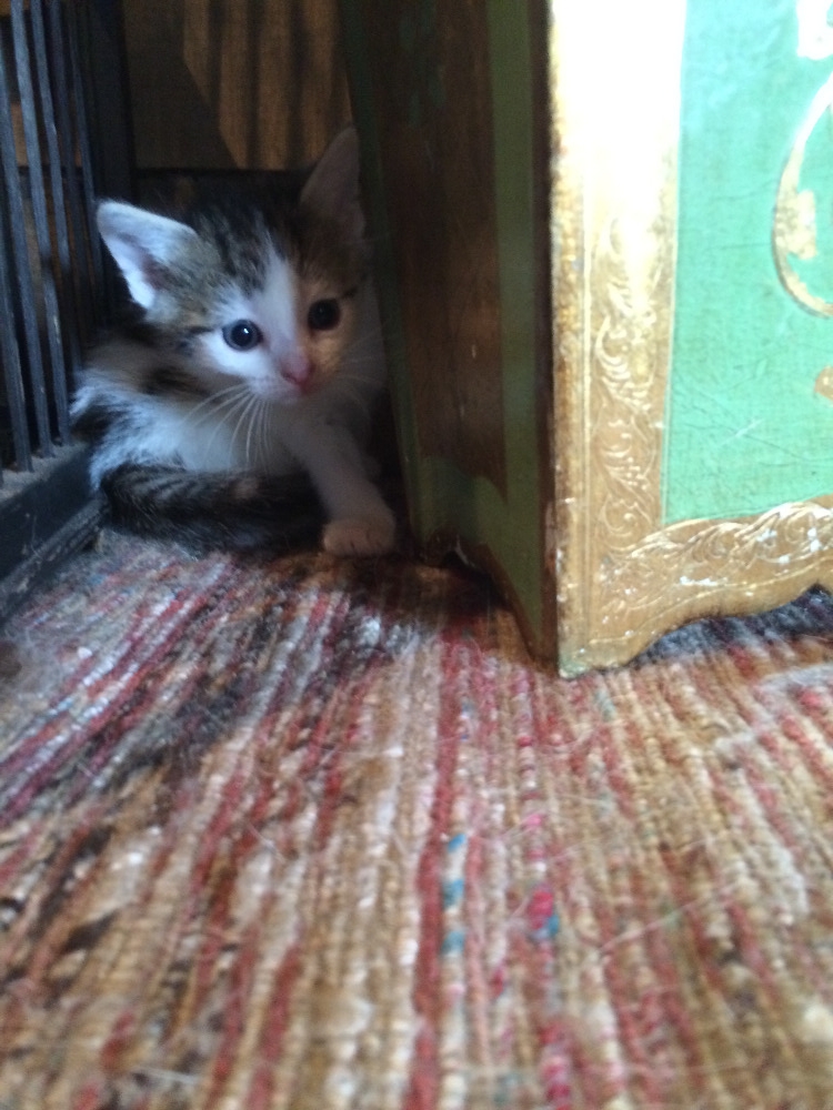 Fundraiser by Amber FiedlerSmith Okie Dokie Ranch L.L.C.