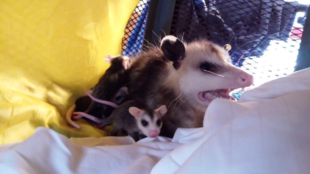 Fundraiser by Amber FiedlerSmith Okie Dokie Ranch L.L.C.