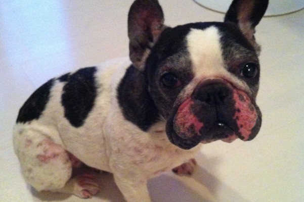 Fundraiser by Melissa Lindsey Dot the Frenchie's Allergy