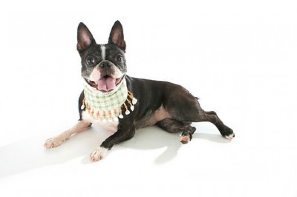 Fundraiser by Tyler Harvey : Boston Terrier Rescue of Florida