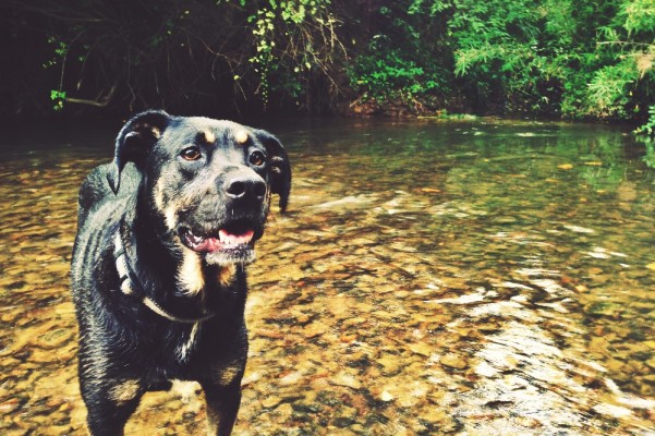 Bodie's Cancer Fund photo