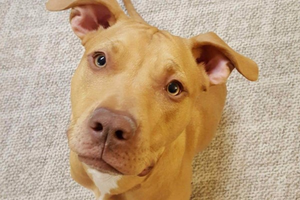 Surgery for Rocket the Tripod Dog photo