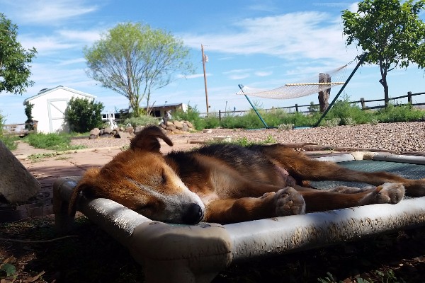 The Rez Dog Biographies by Steven Sable - GoFundMe