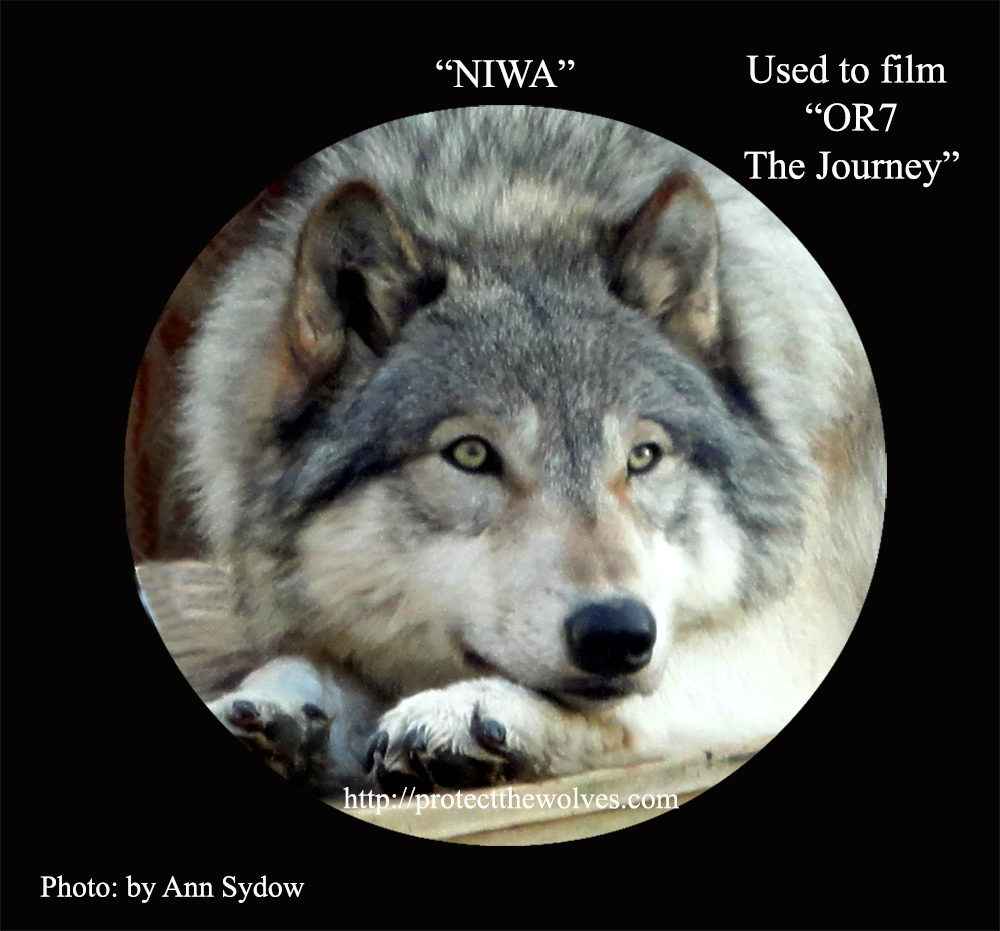 Fundraiser by Roger Dobson : Help Protect The Wolves™ Today!