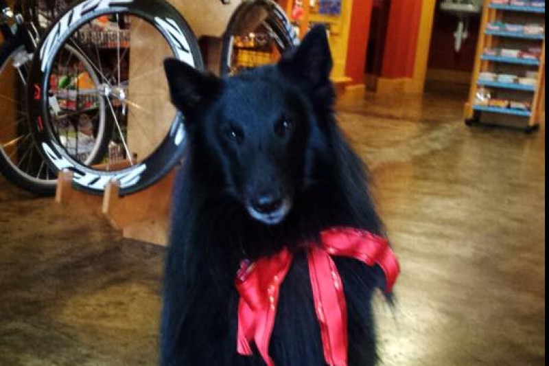 Whisky's Surgery/Recovery Fund photo