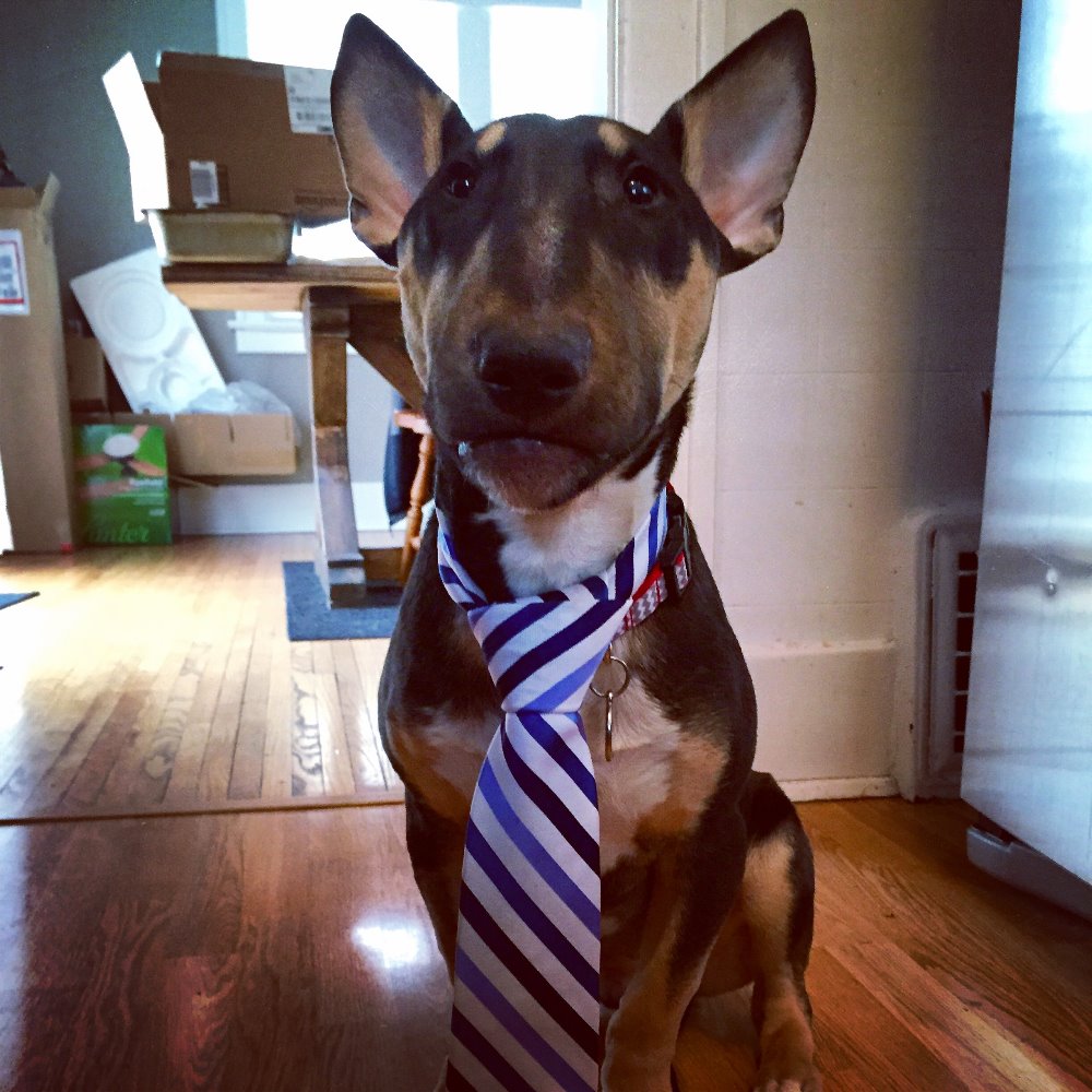 bull terrier english heart murmur Zeimet by Please Moose Help Our GoFundMe Halie Little bull terrier english heart murmur Zeimet by Please Moose Help Our GoFundMe Halie Little