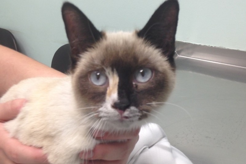 Help Needed for LA Freeway Kitten  photo