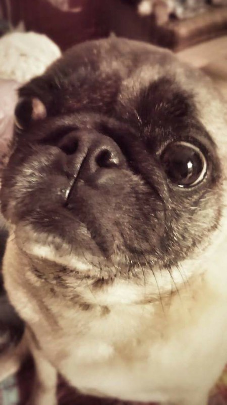 pug vet bills fundraiser by glickman pug s emergency vet bill pug vet bills fundraiser by glickman pug s emergency vet bill
