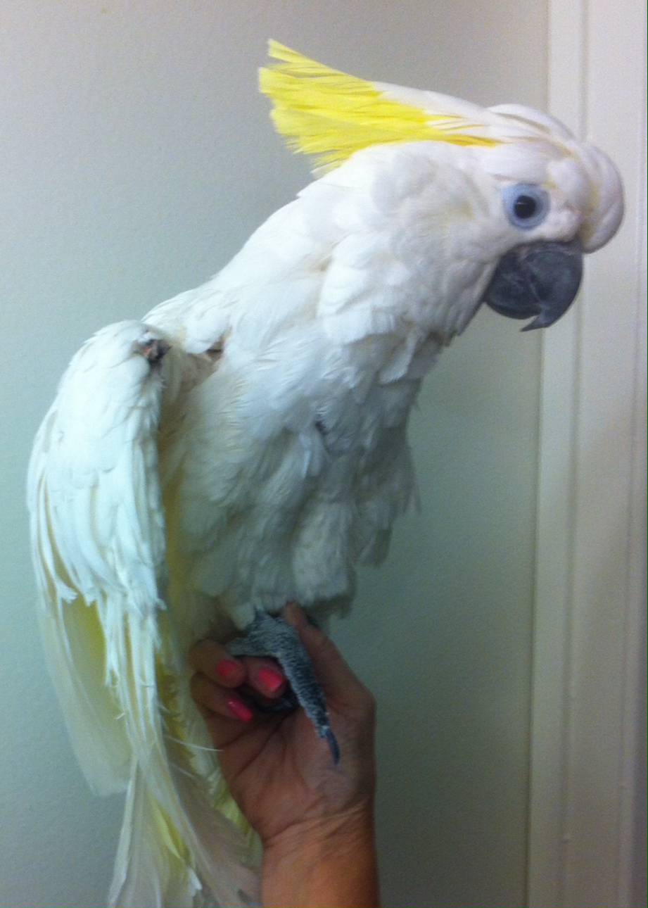 Fundraiser by Annie Star Pet Bird Romeo Broken Wing Surgery!